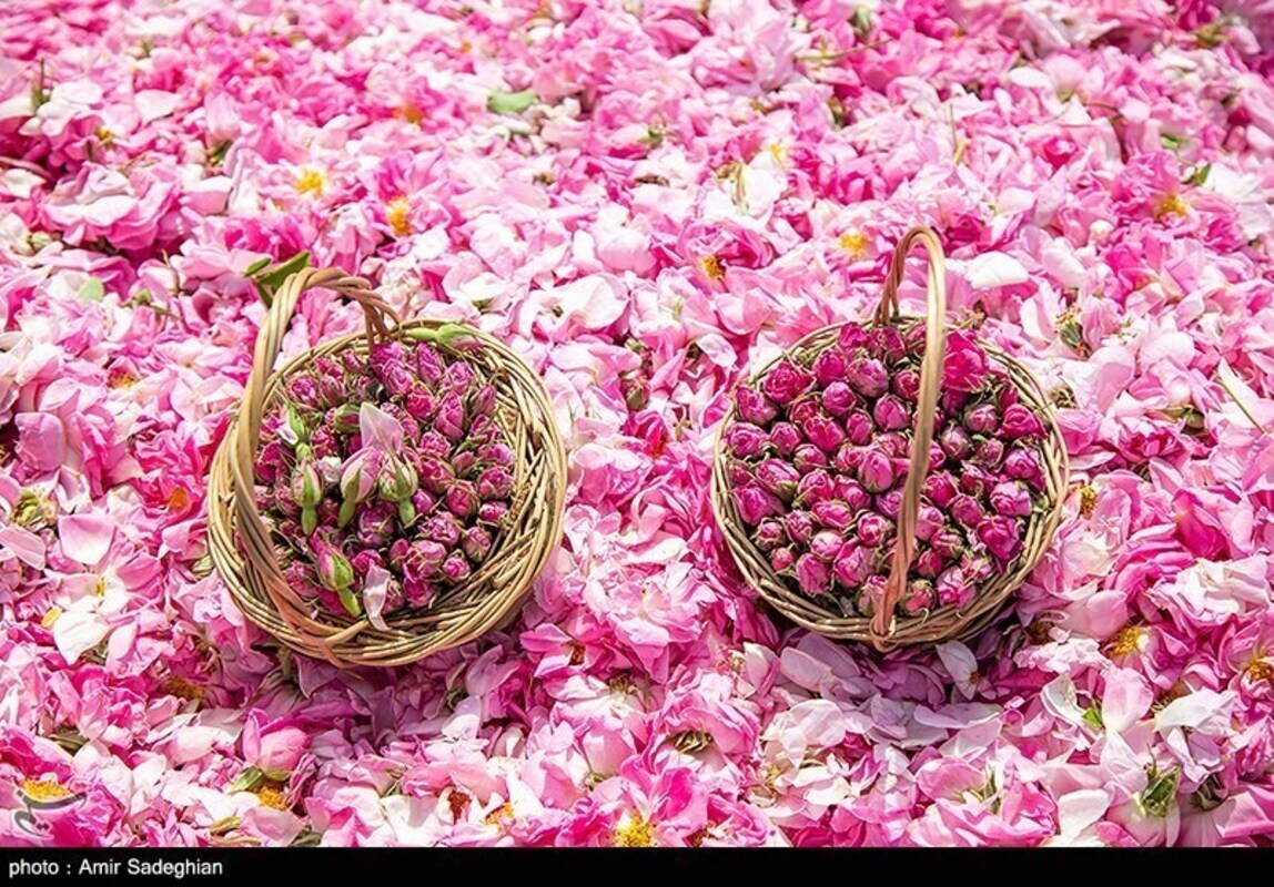 گل محمدی