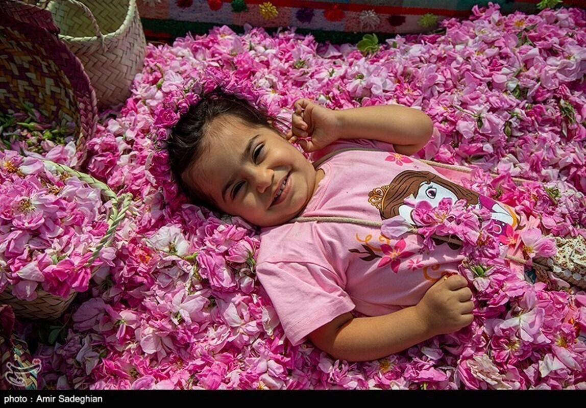 گل محمدی