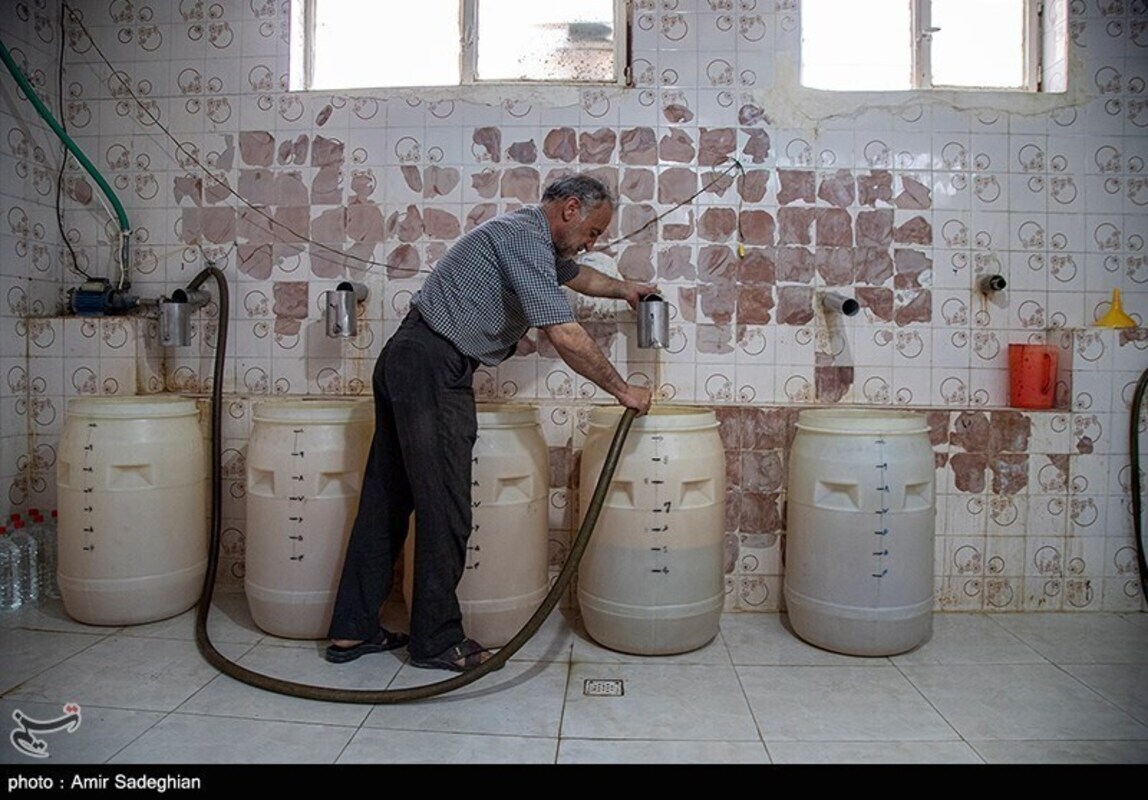 گل محمدی