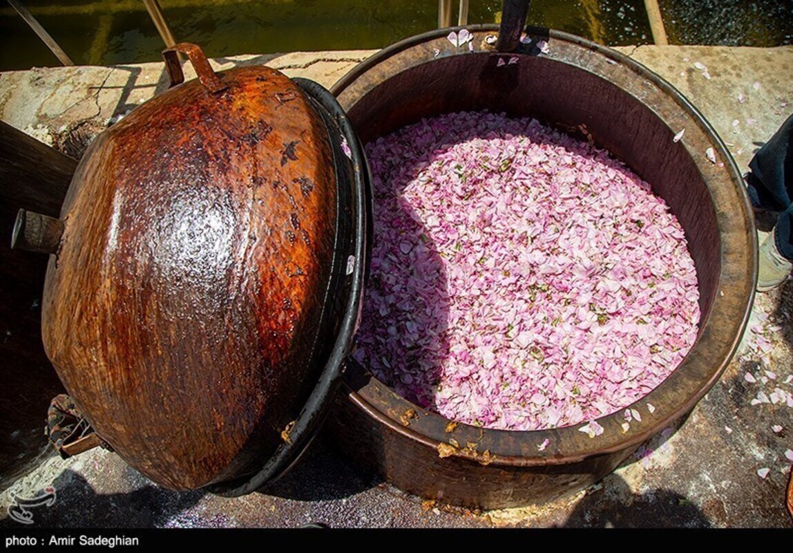 گل محمدی