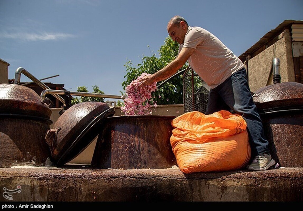 گل محمدی