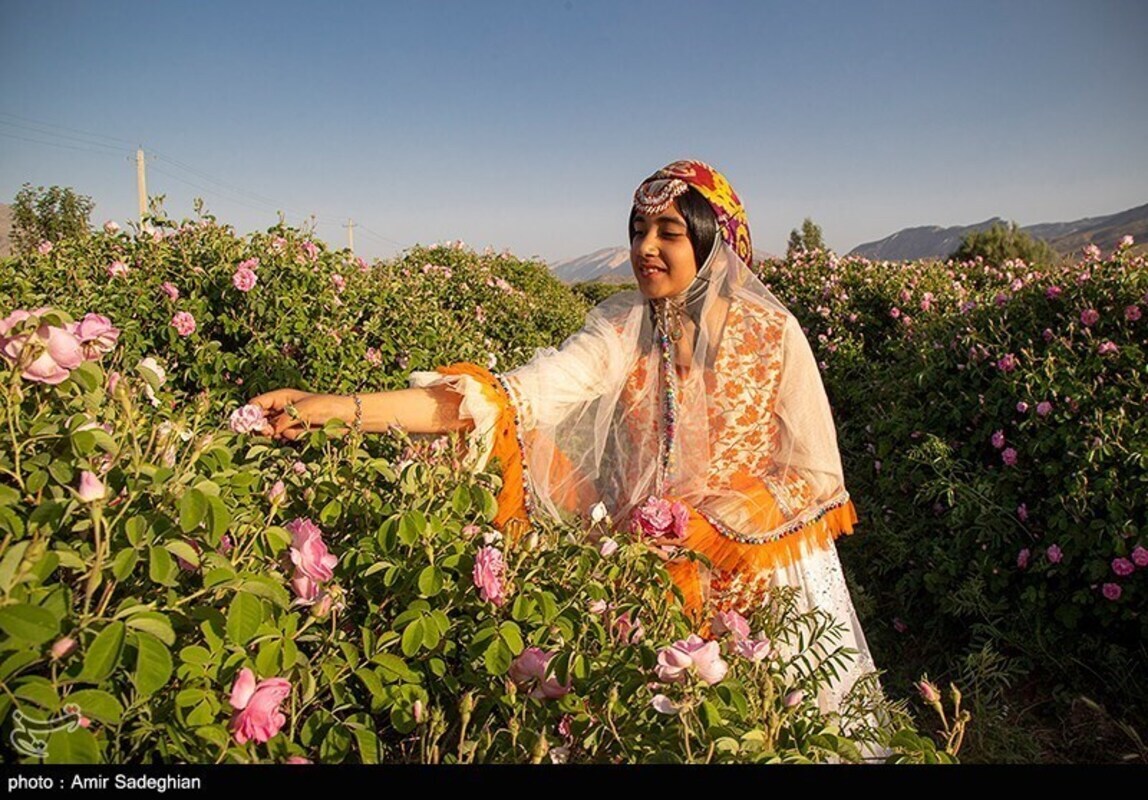 گل محمدی