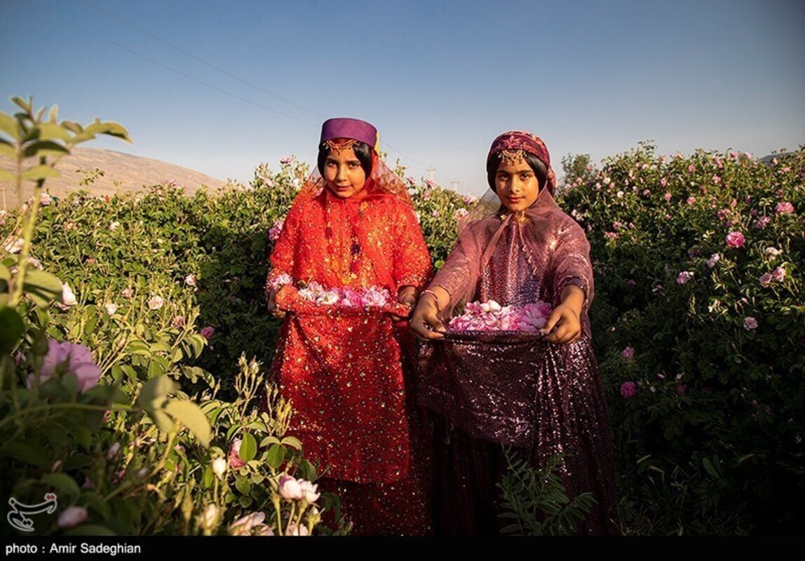 گل محمدی