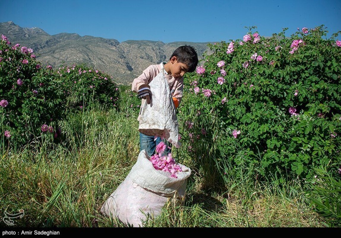 گل محمدی