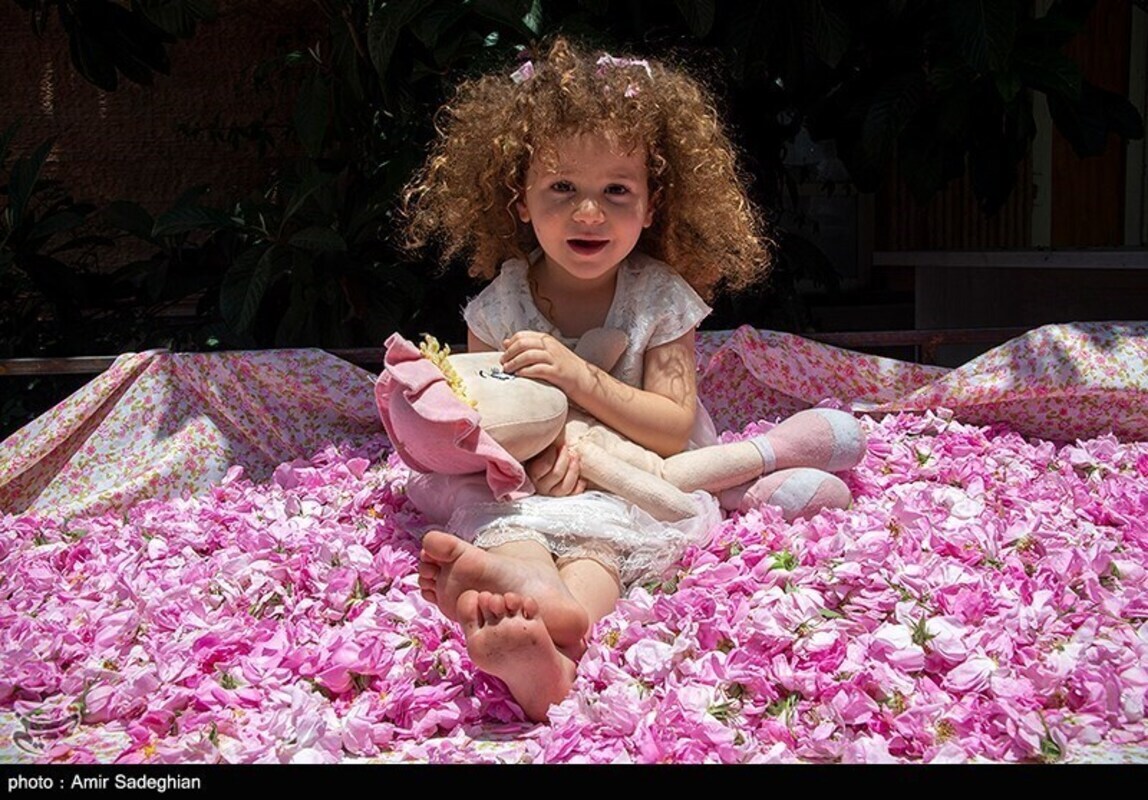 گل محمدی