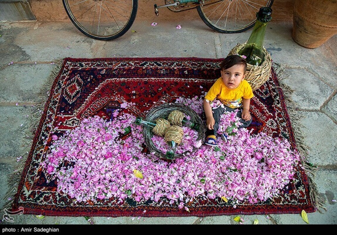 گل محمدی
