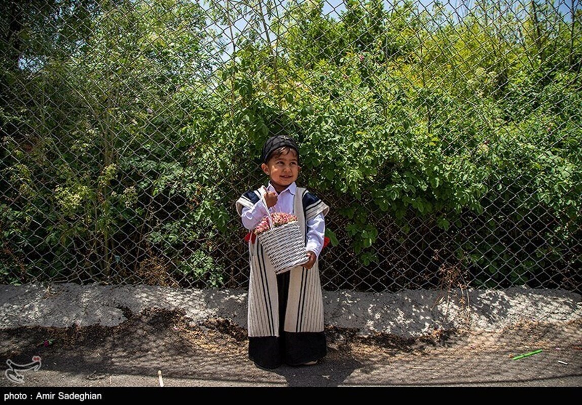 گل محمدی
