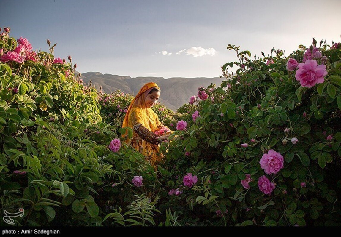 گل محمدی