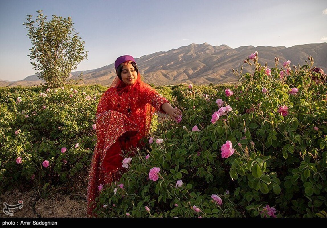 گل محمدی