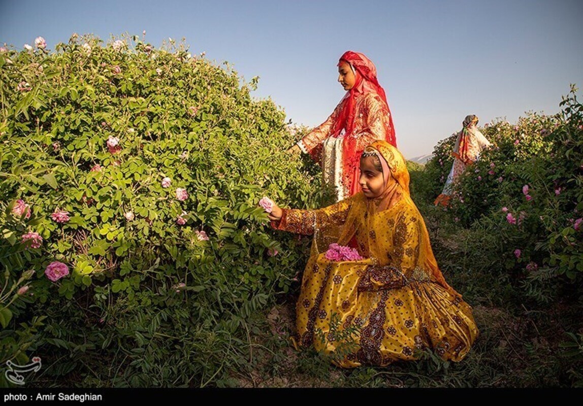 گل محمدی