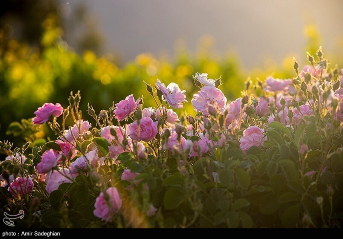 گل محمدی