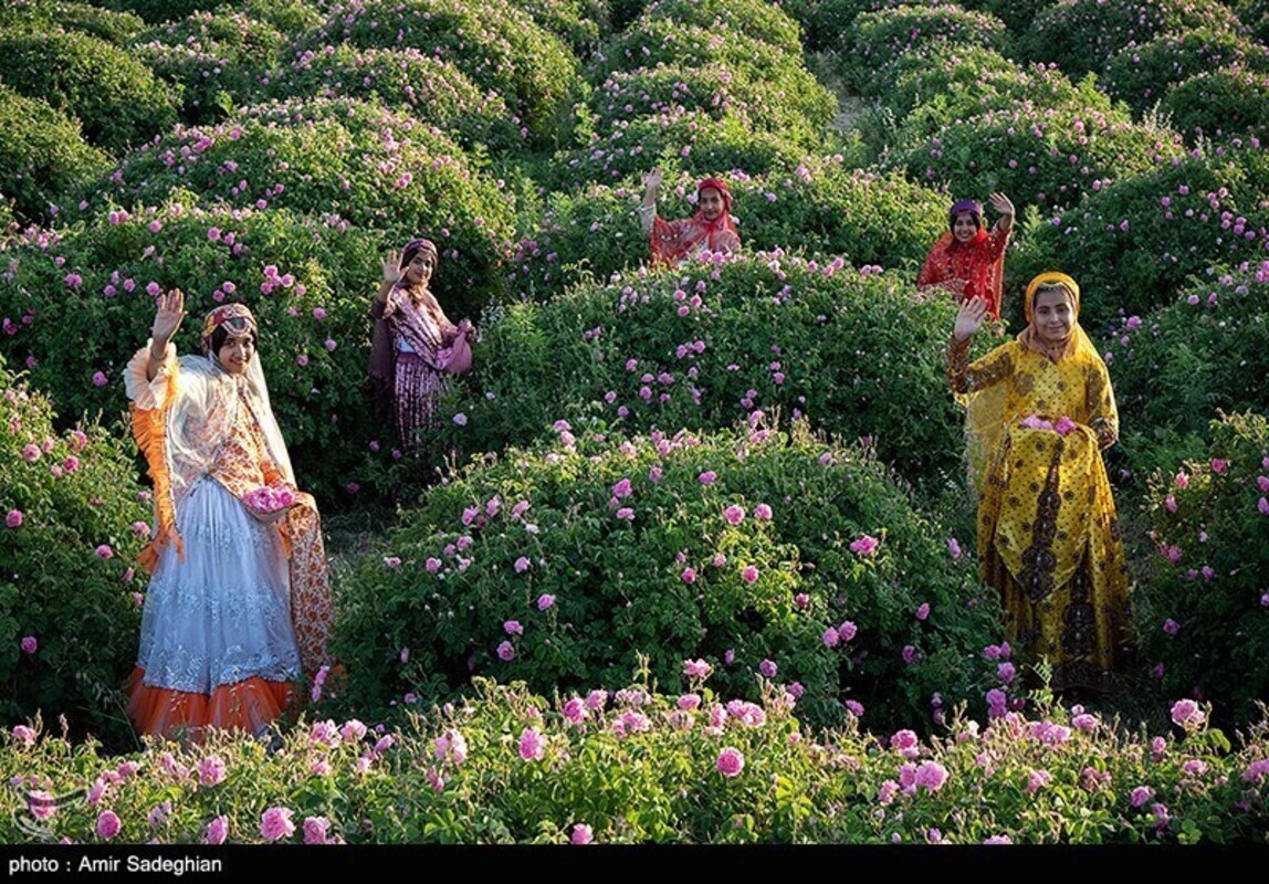 گل محمدی