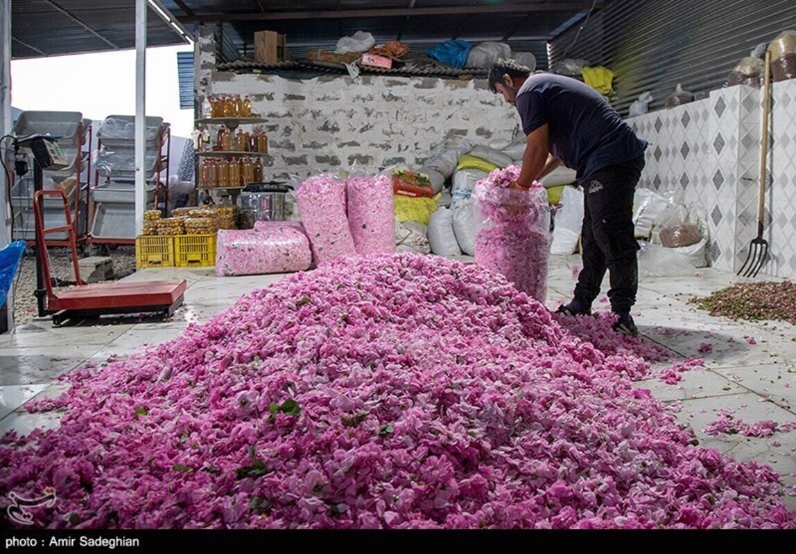 گل محمدی