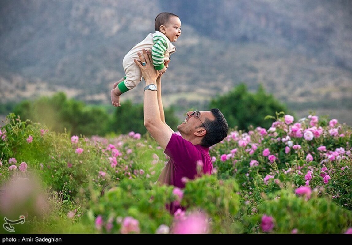 گل محمدی