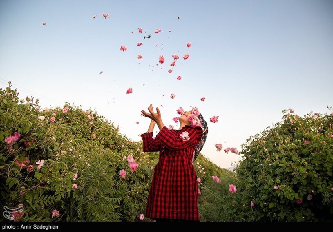 گل محمدی
