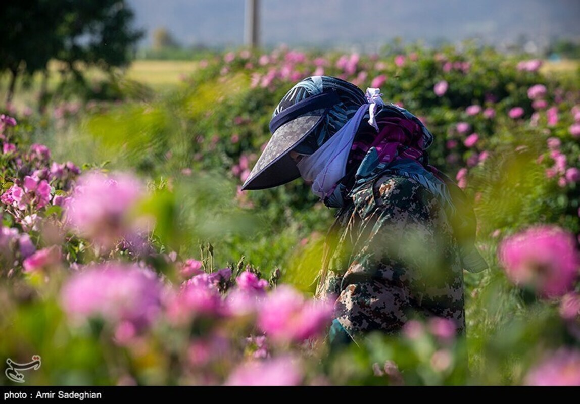 گل محمدی