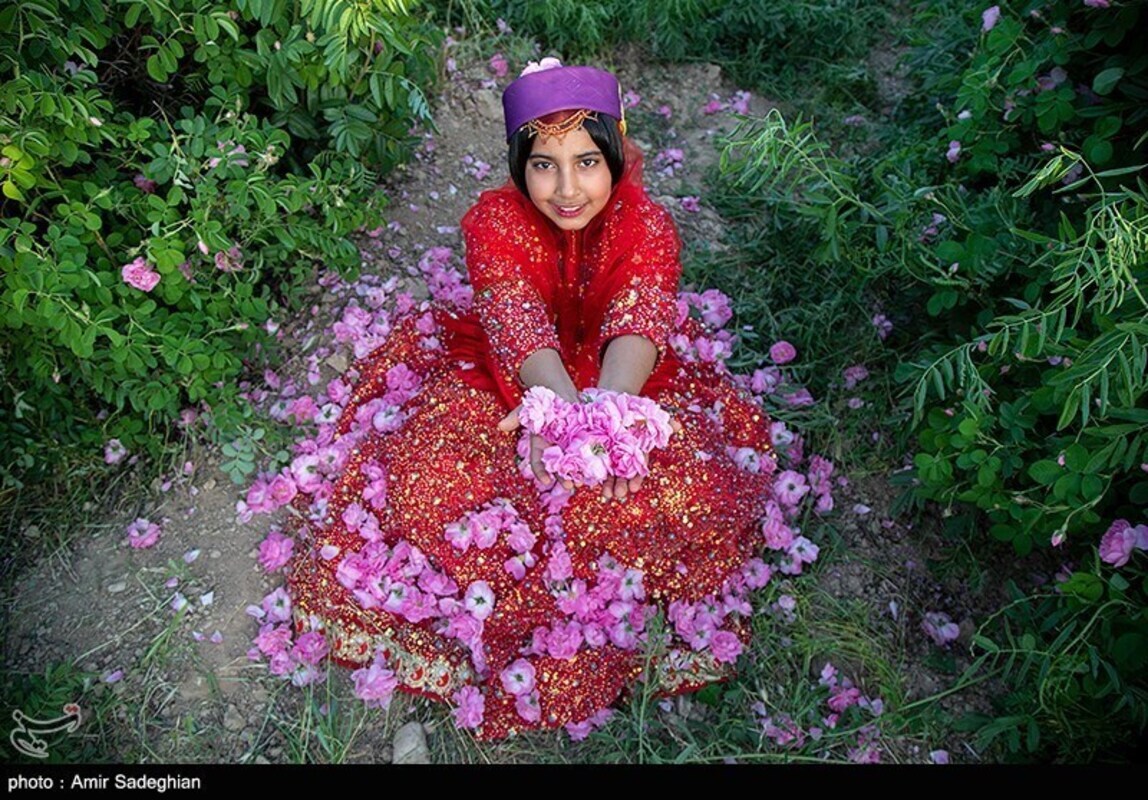 گل محمدی