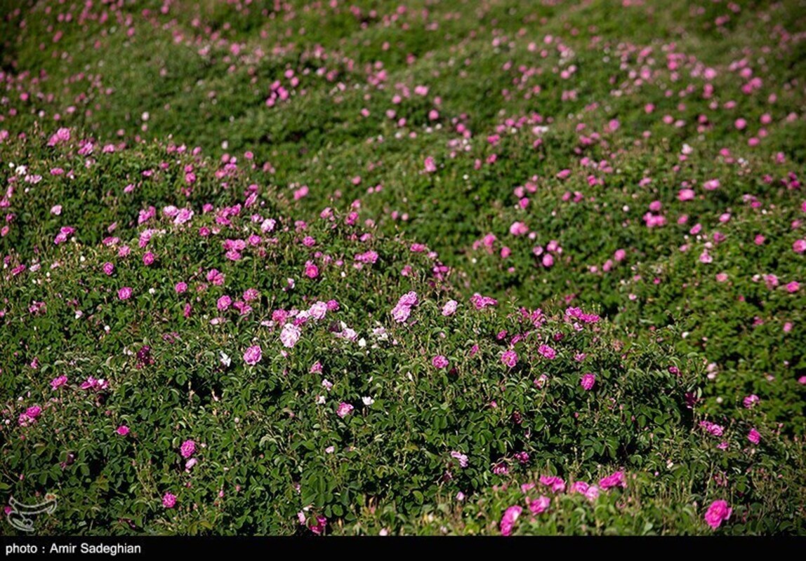 گل محمدی