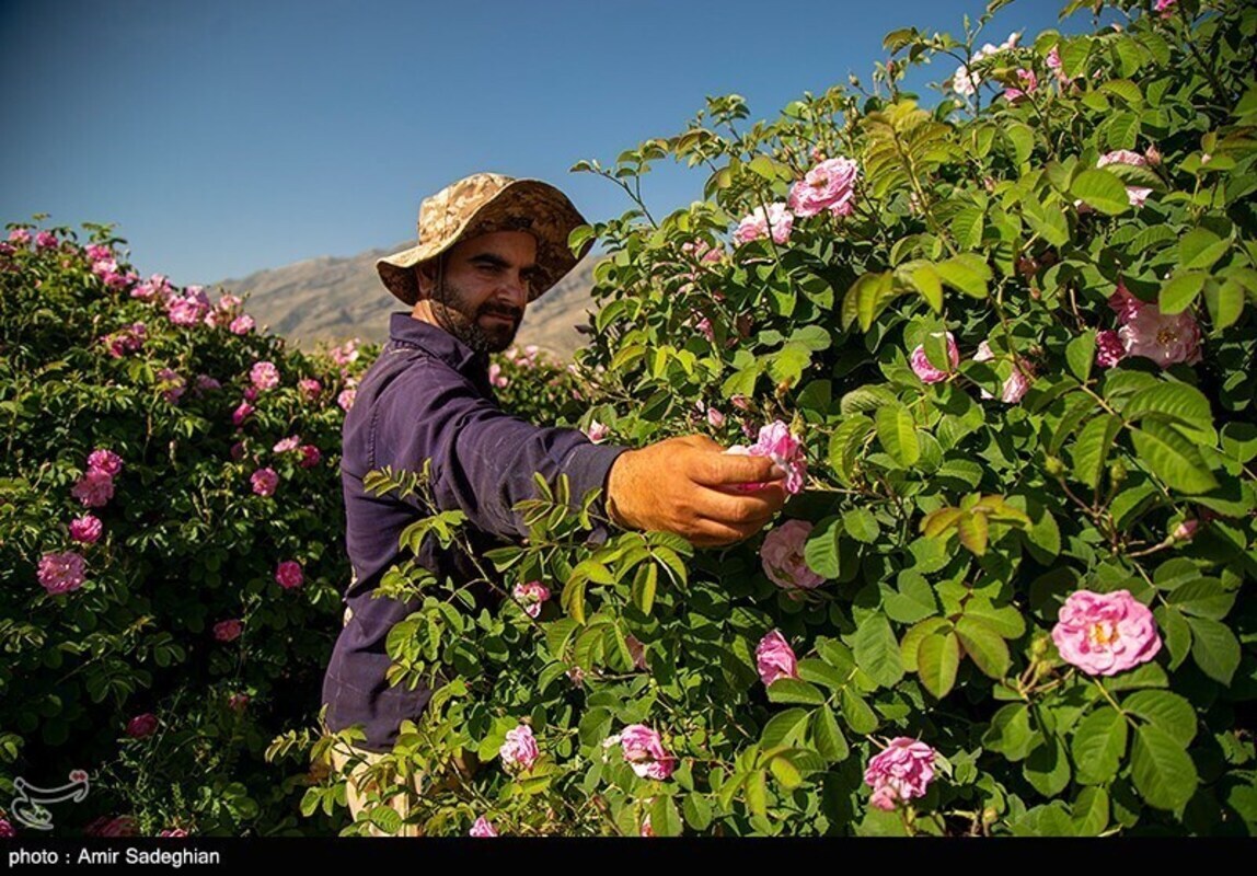 گل محمدی