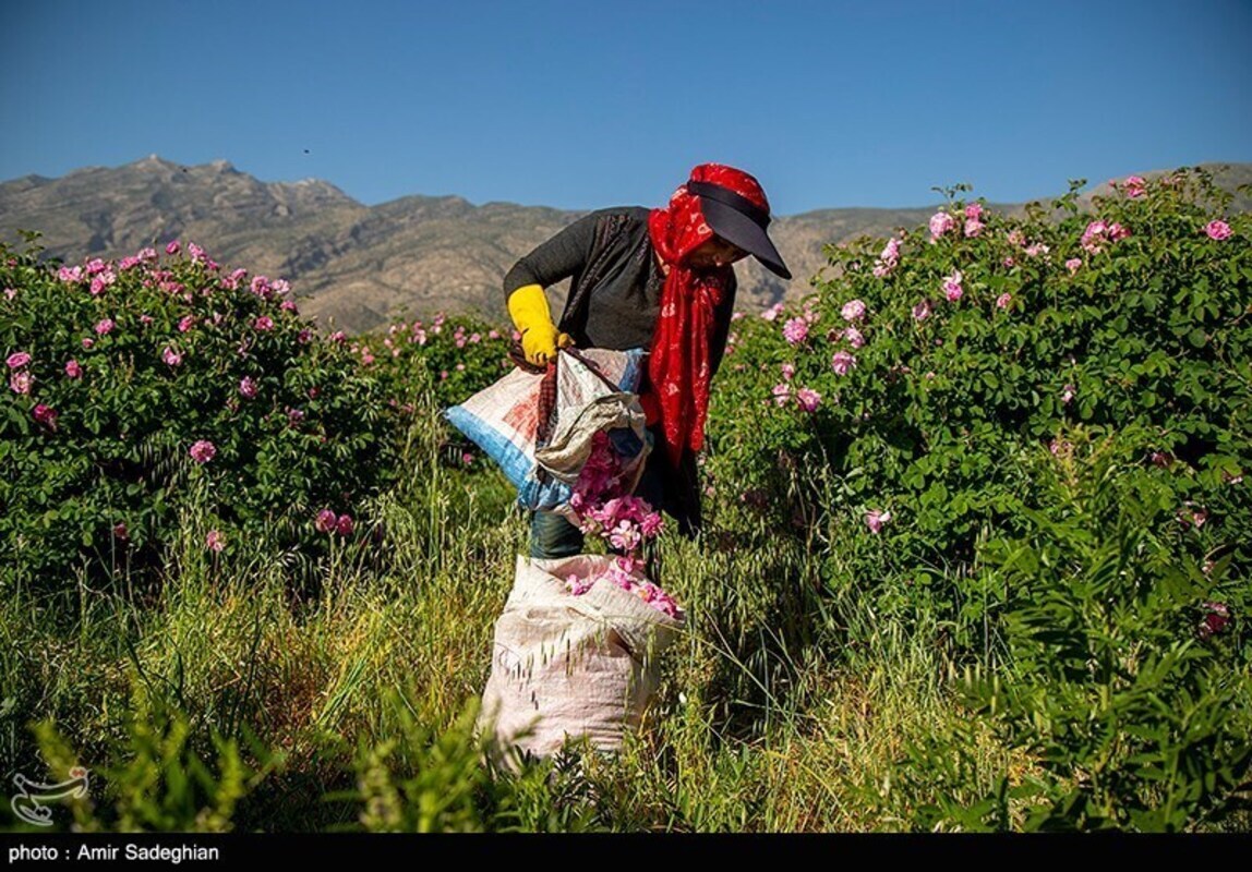 گل محمدی