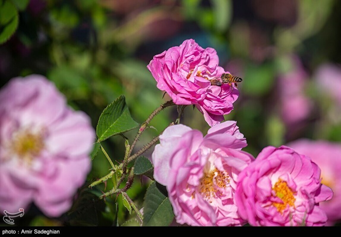 گل محمدی