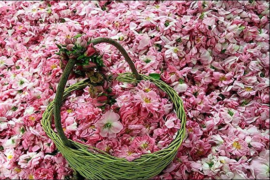شور و حال برداشت گل محمدی از باغات میمند با رنگ و بوی بی نظیر