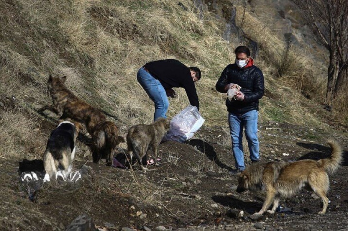 غذارسانی به سگها