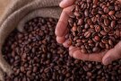 مصرف جهانی قهوه چقدر است؟