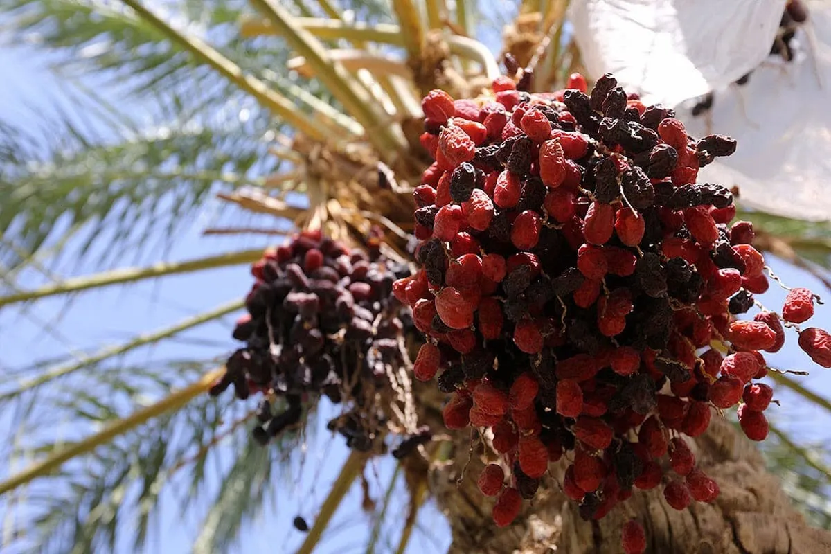 خرمای ایران