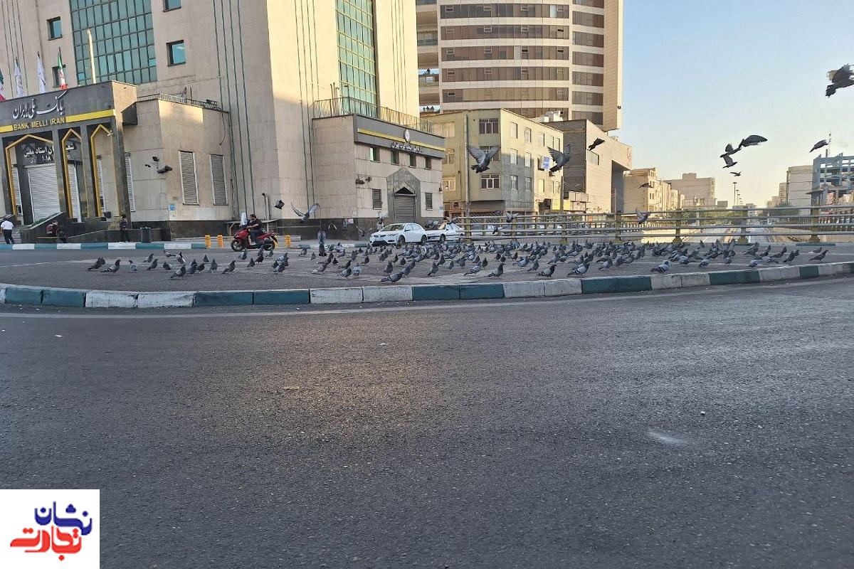 دانه پاشی برای پرندگان