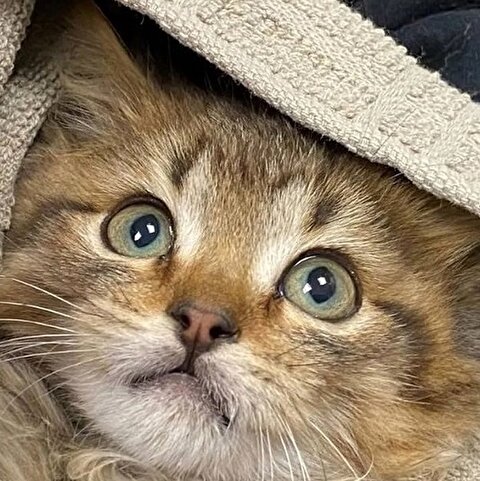 گربه‌هایی که نوزادان را از مرگ نجات دادند