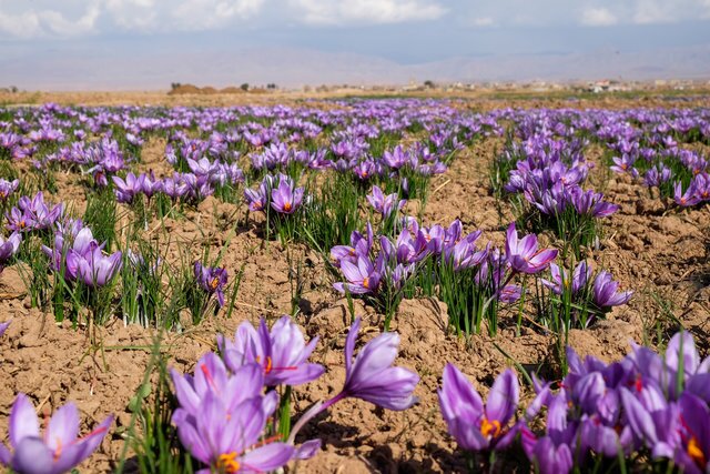 کشت زعفران در خوزستان