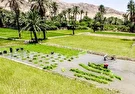 ۱۷ استان برنج غیر مجاز کشت می‌کنند