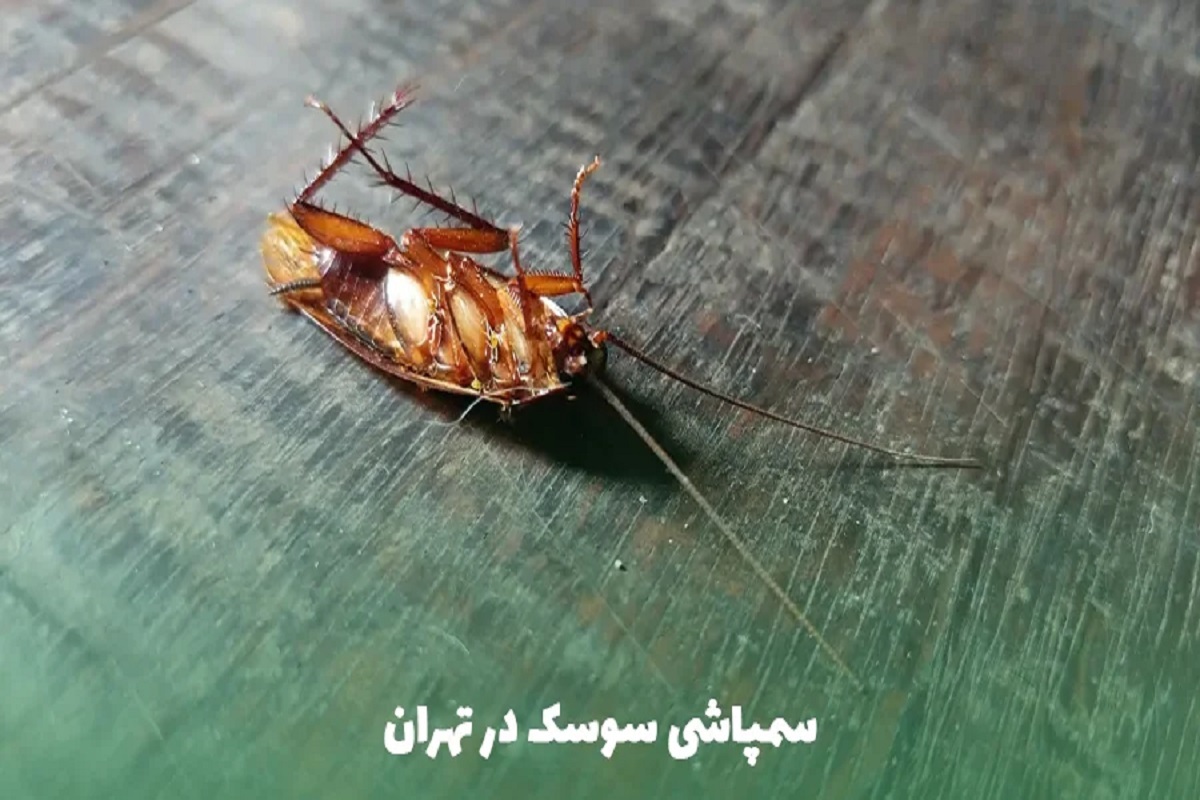 سمپاشی سوسک در تهران چقدر هزینه دارد؟