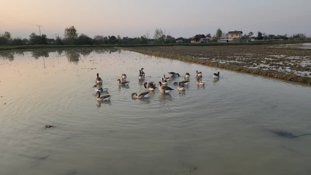 غروب زیبای پاییزی در بیجار روستای کَلفَت شهر فومن