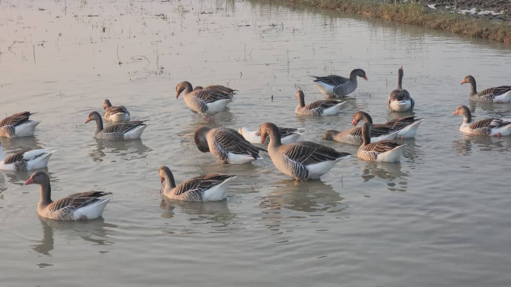غروب زیبای پاییزی در بیجار روستای کَلفَت شهر فومن