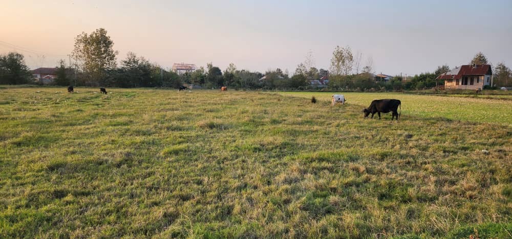 غروب زیبای پاییزی در بیجار روستای کَلفَت شهر فومن