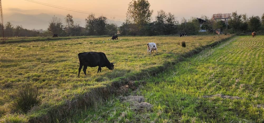 غروب زیبای پاییزی در بیجار روستای کَلفَت شهر فومن