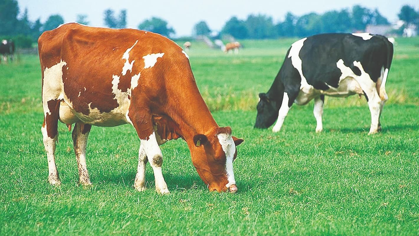 سرنوشت بازار لبنیات چه خواهد شد؟ سرنوشت بازار لبنیات چه خواهد شد؟