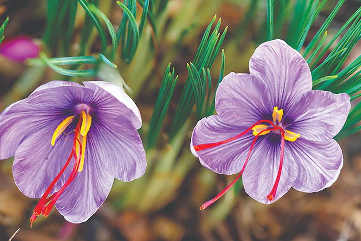 خامفروشی زعفران؛ آفت تولید خامفروشی زعفران؛ آفت تولید