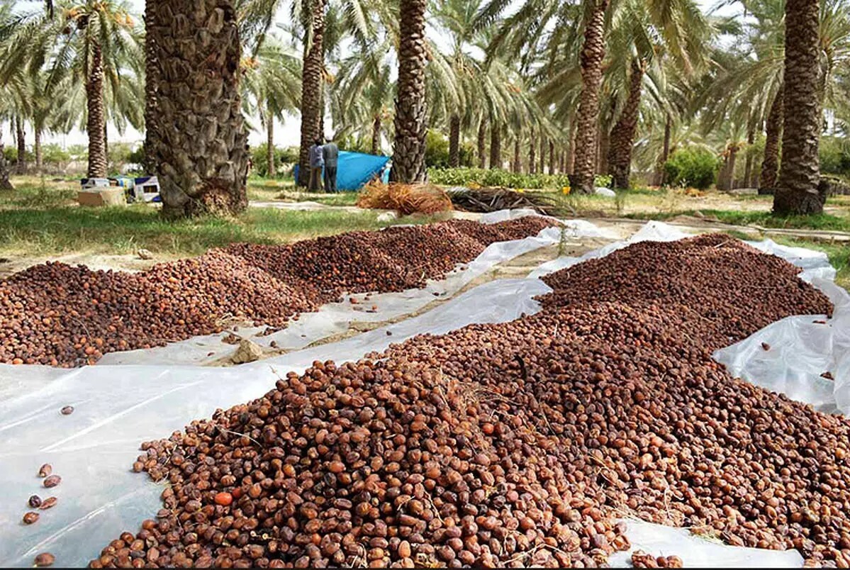 خرما هزار برابر گران شد خرما هزار برابر گران شد