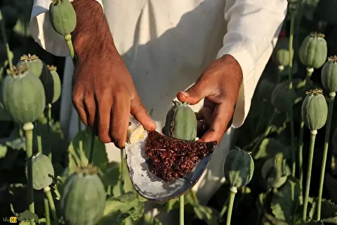 پایان گمانه‌زنی‌ها؛ کشت خشخاش در ایران ممنوع است