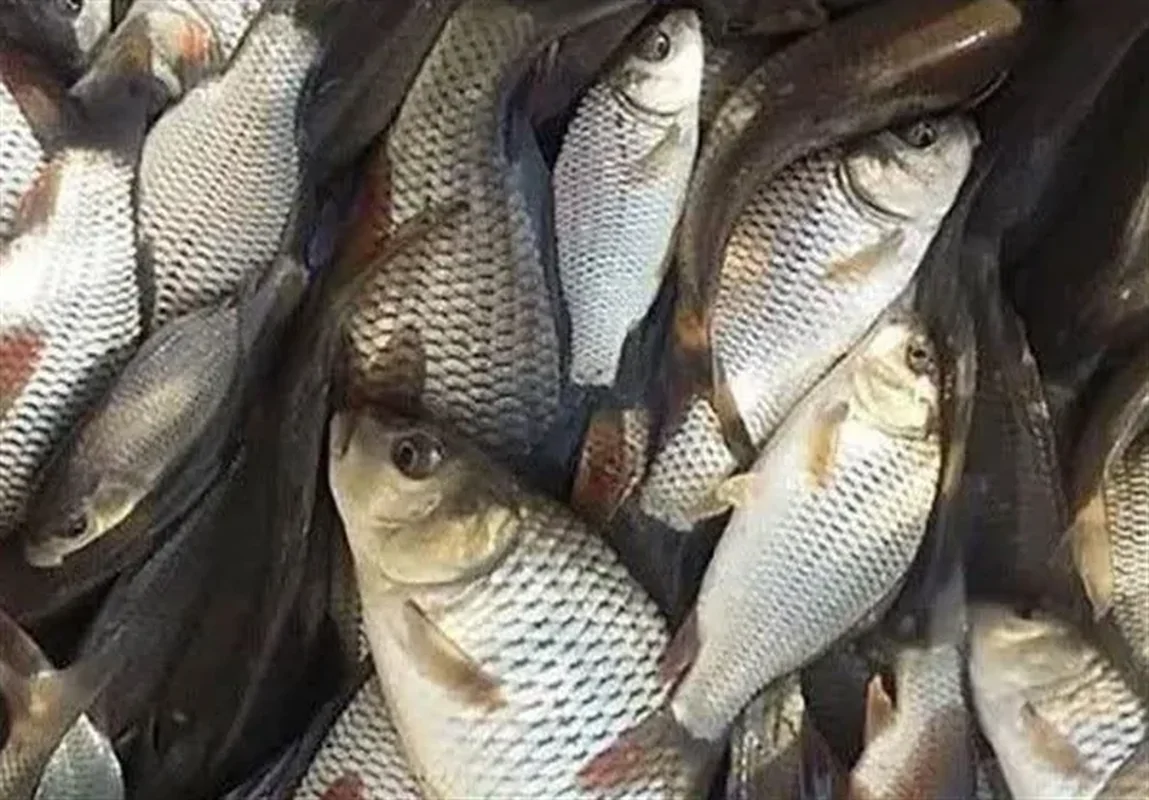 صید ۲۴۴ تُن ماهای در دریای خزر با ارزش ۹۷۴ میلیارد تومان صید ۲۴۴ تُن ماهای در دریای خزر با ارزش ۹۷۴ میلیارد تومان