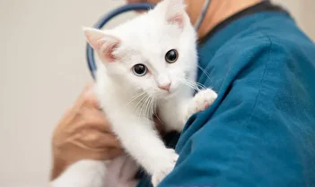 حمله یک مراجعه‌کننده به پرسنل کلینیک دامپزشکی